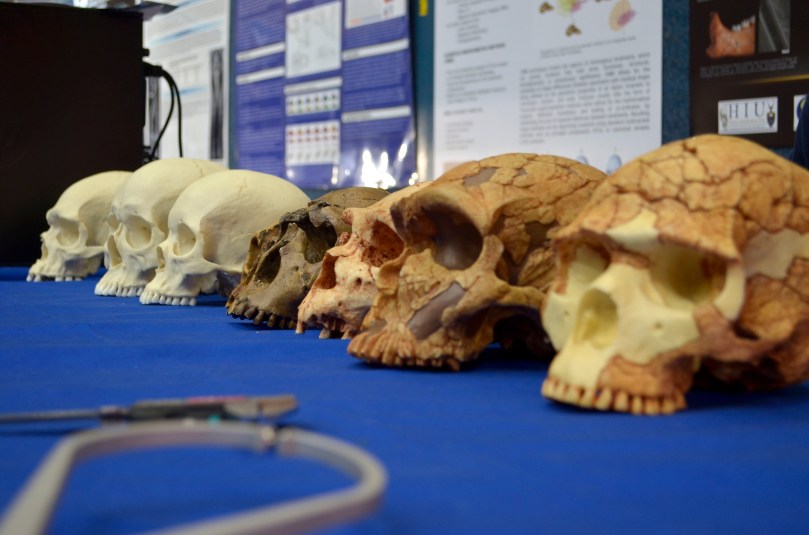 Where's your head at?  Adisplayof skulls at the Wits National Science Week fair. Photo: Pheladi Sethusa
